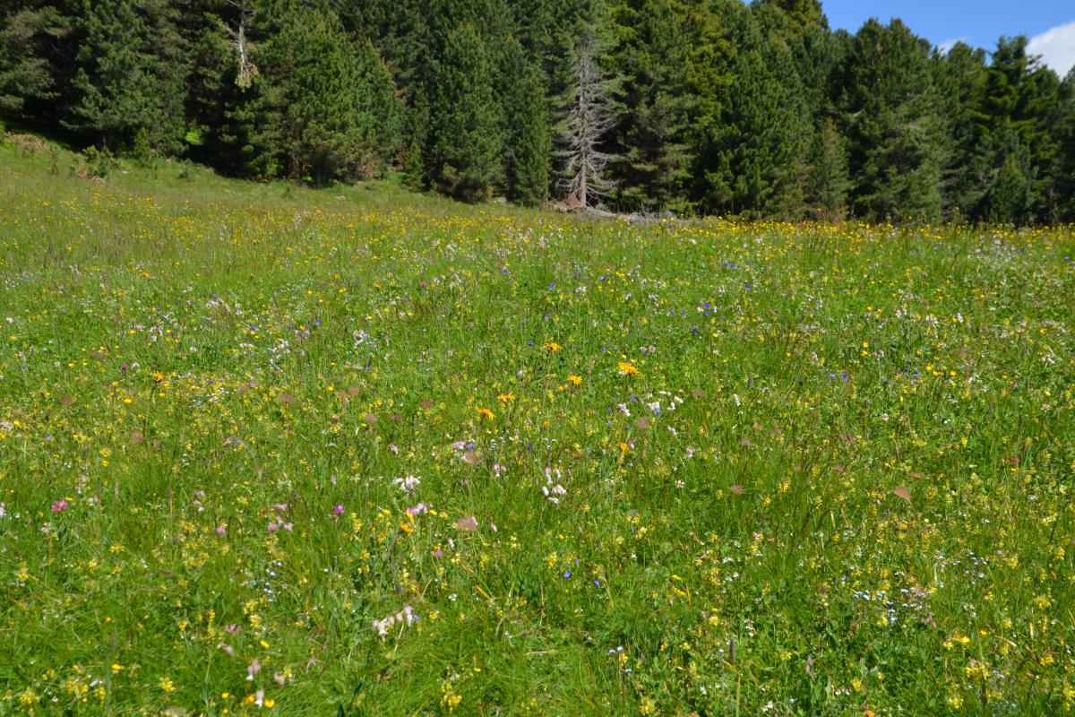 Latschenoelbrennerei und Platzer Alm 06.07.2021